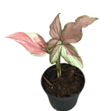 Syngonium strawberry milk - indonesiaplantusa