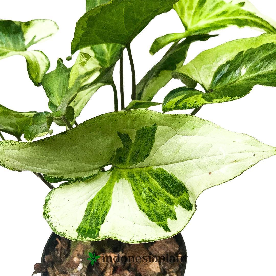 Syngonium Three King - Indonesia Plant