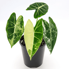 Variegated Alocasia Frydek (Variegated Green Velvet) - Indonesia Plant