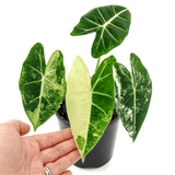 Variegated Alocasia Frydek (Variegated Green Velvet) - Indonesia Plant