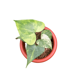 Variegated Anthurium Clarinervium - Indonesia Plant