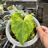 Variegated Anthurium Clarinervium - Indonesia Plant