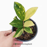 Zamioculcas zamiifolia variegated ( zz varigata) - Indonesia Plant