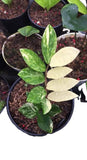 Zamioculcas zamiifolia variegated ( zz varigata) - Indonesia Plant